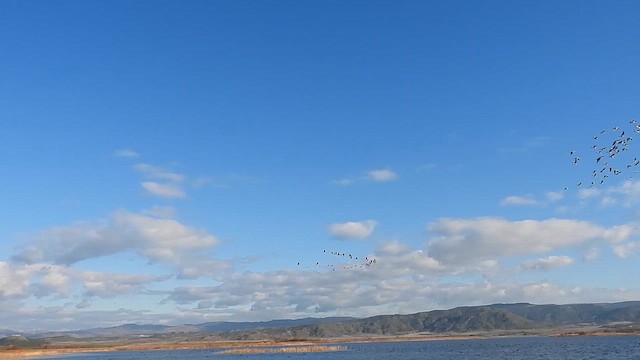 Серый журавль - ML647828974