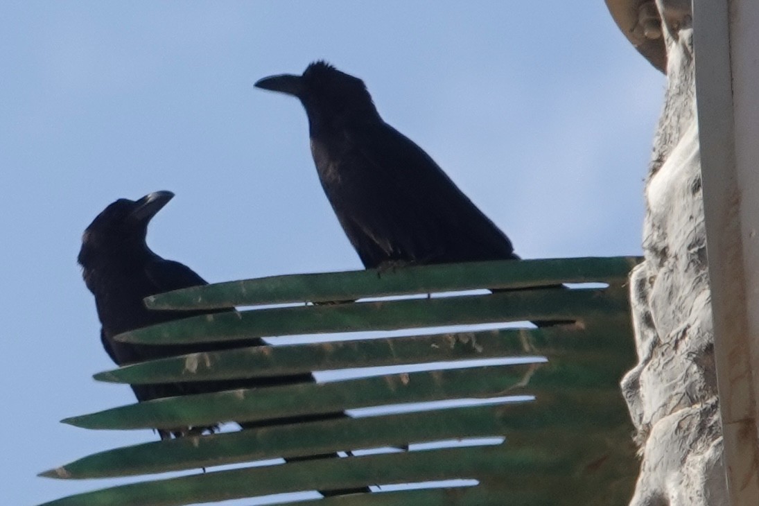 Brown-necked Raven - ML647828979