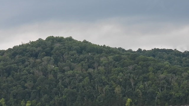 Черноухая крачка - ML647828983