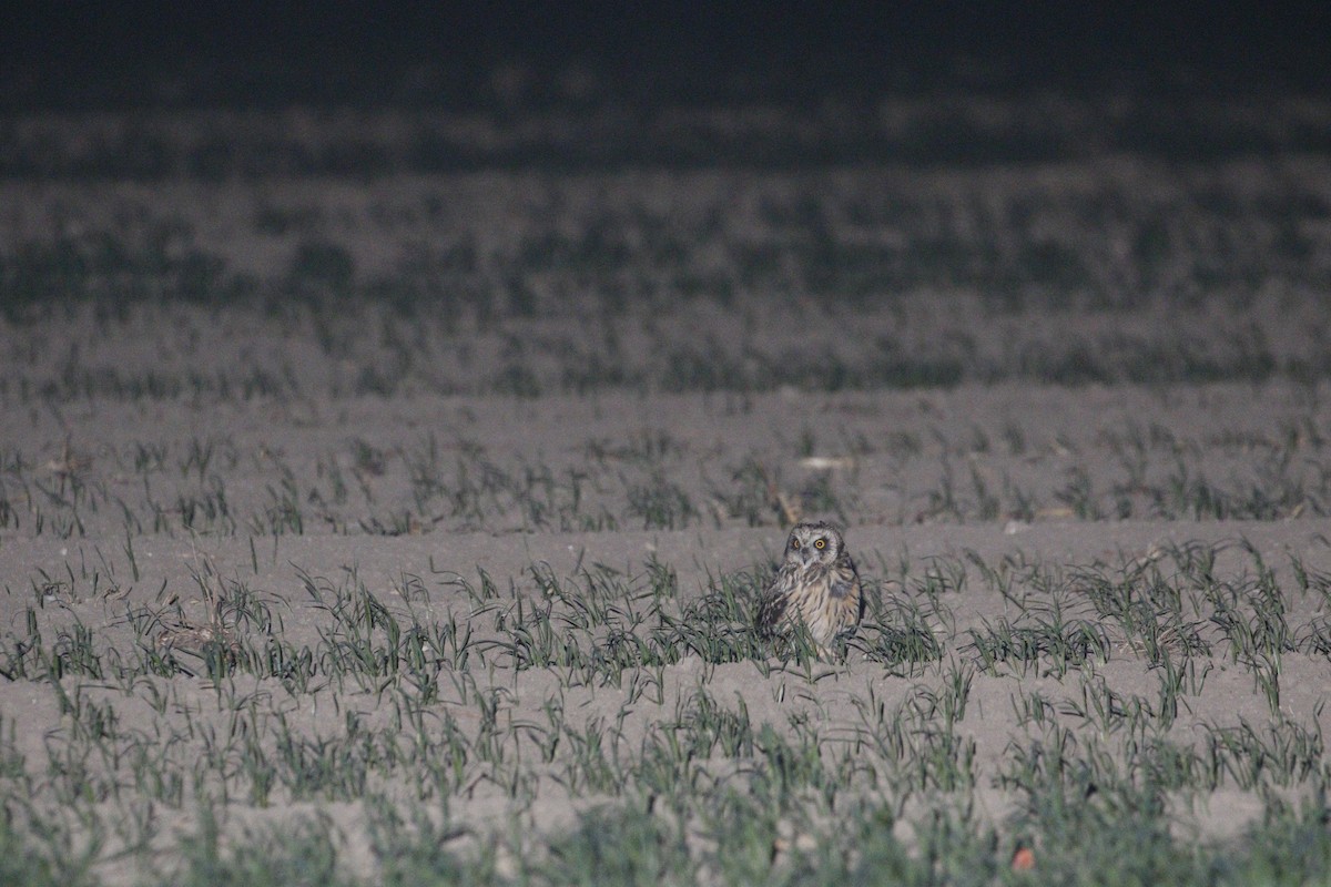 Short-eared Owl (Northern) - ML647828987