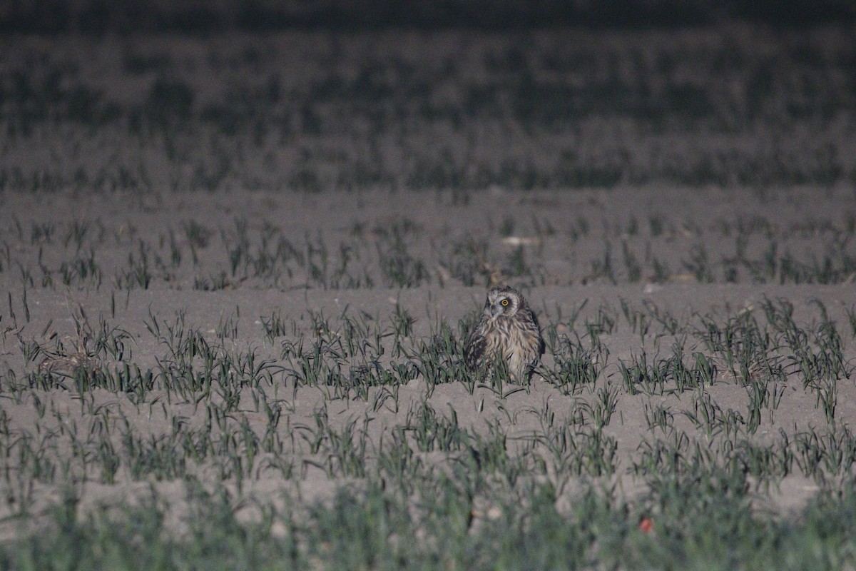 Short-eared Owl (Northern) - ML647828988