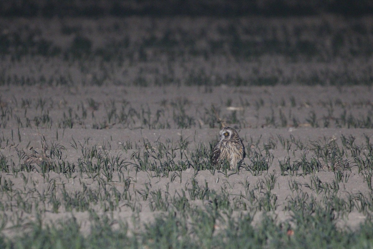 Short-eared Owl (Northern) - ML647828989