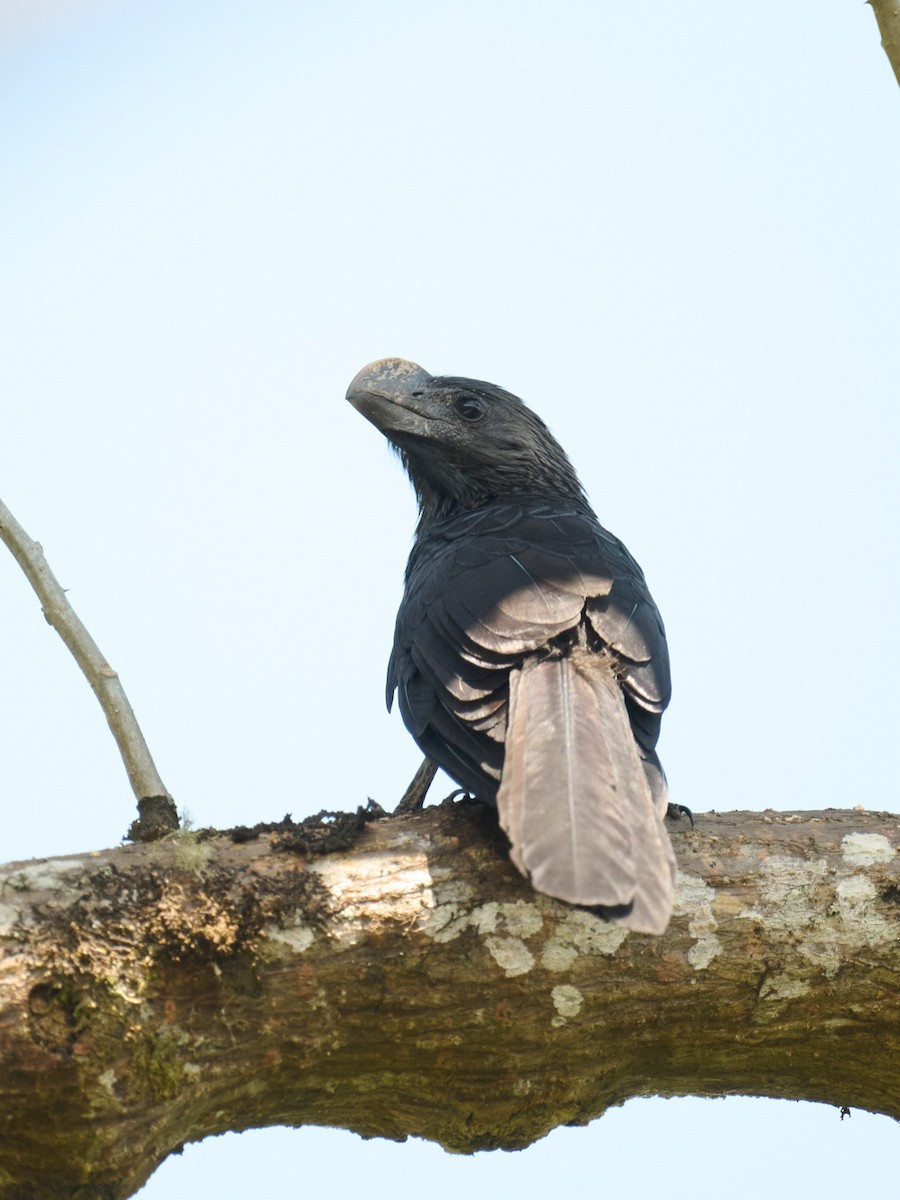 Ані товстодзьобий - ML647829013