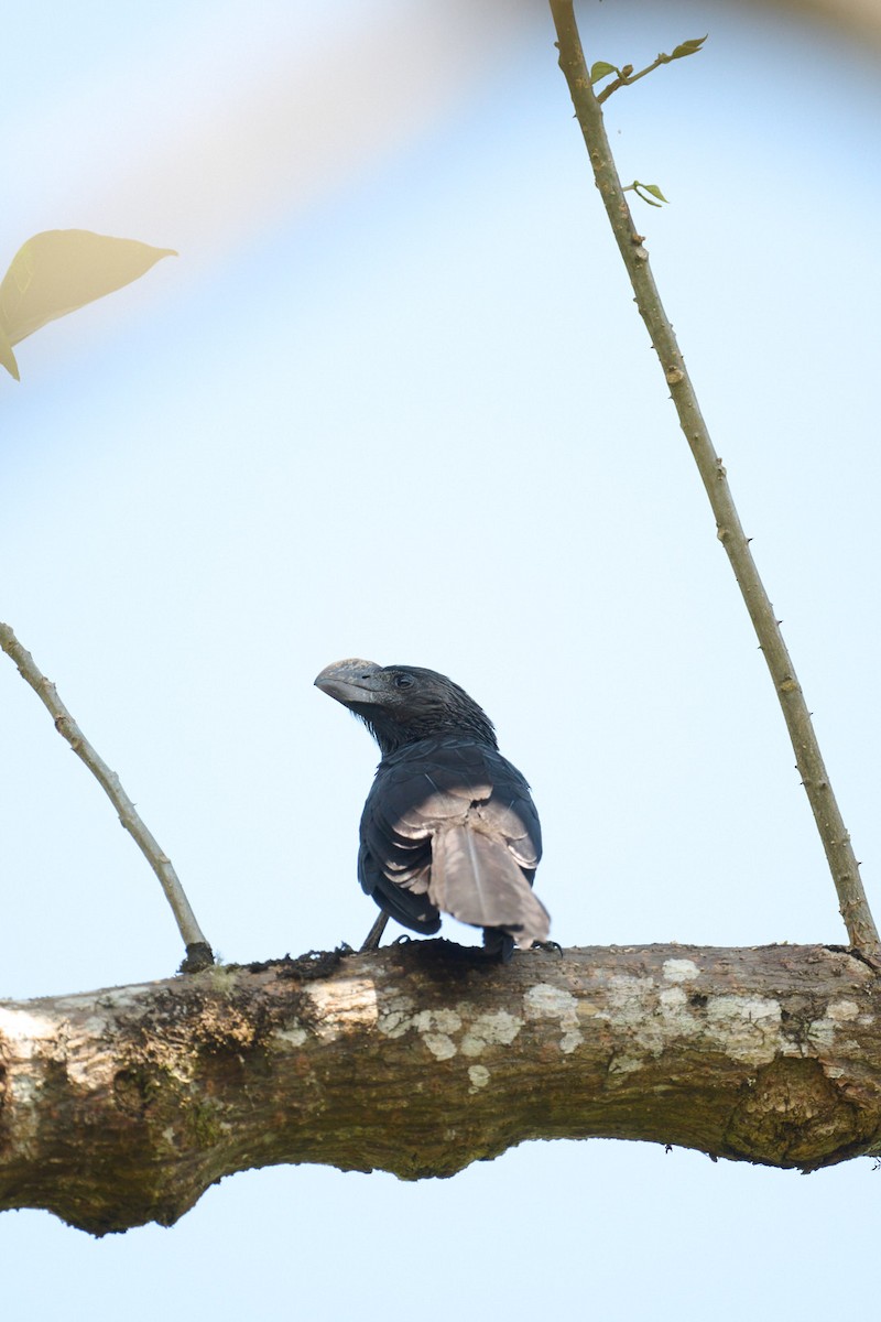 Ані товстодзьобий - ML647829014