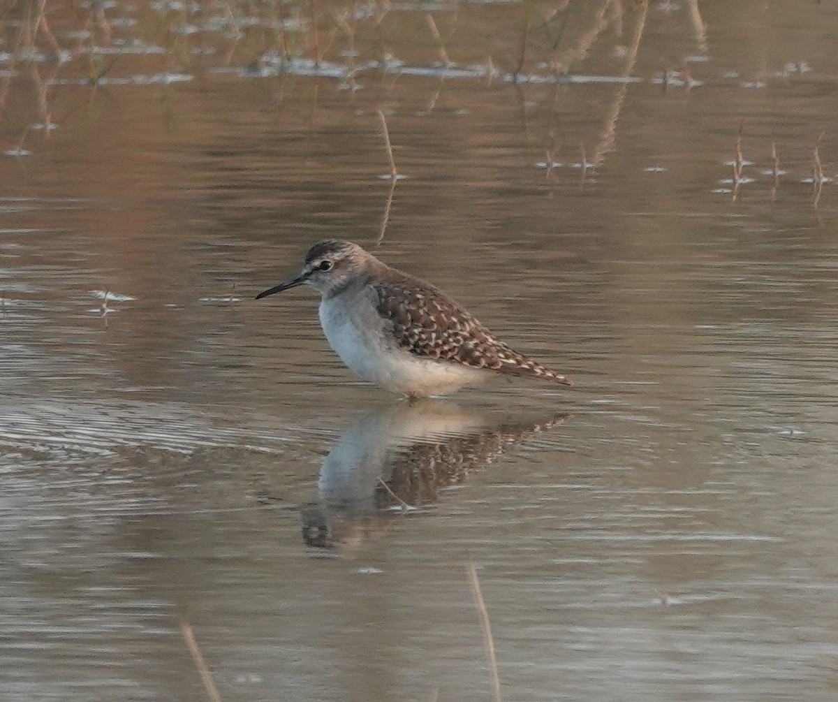 vodouš bahenní - ML647829015