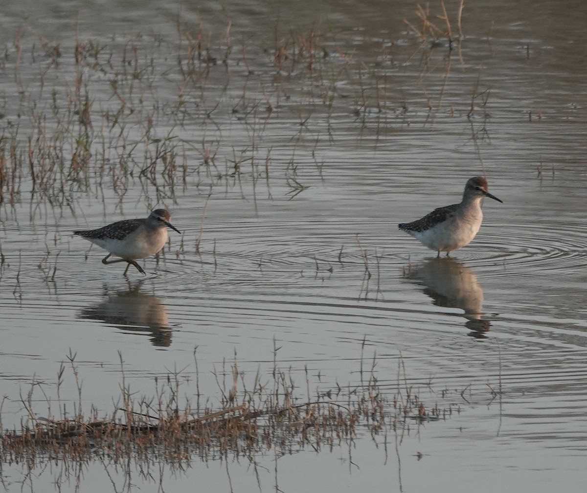 vodouš bahenní - ML647829016