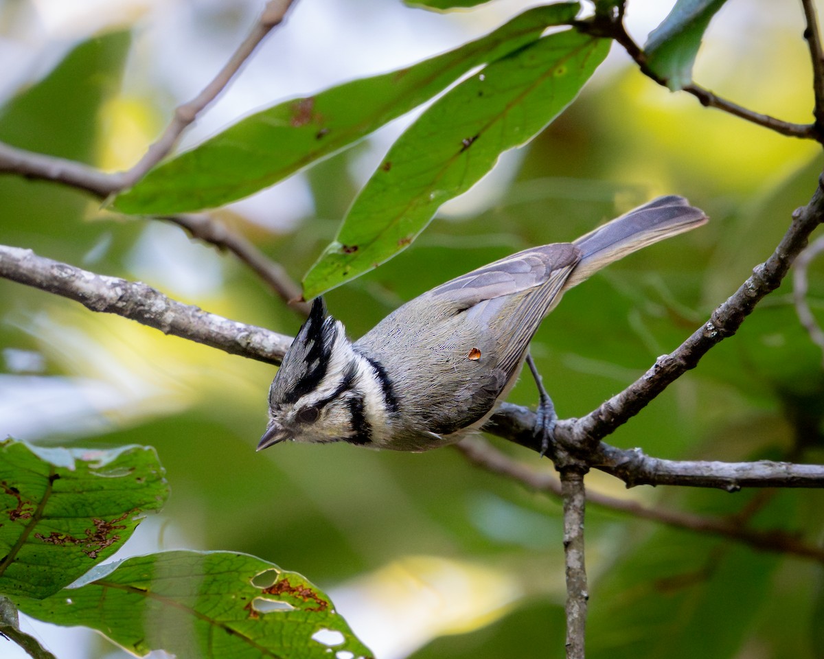 Bridled Titmouse - ML647829069