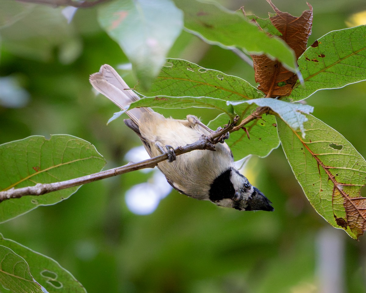 Bridled Titmouse - ML647829072