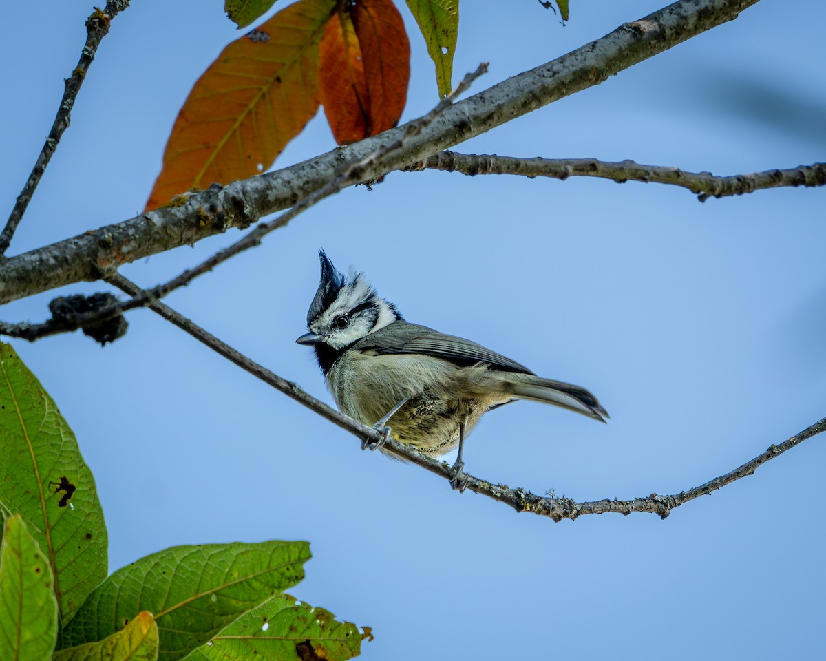 Bridled Titmouse - ML647829075