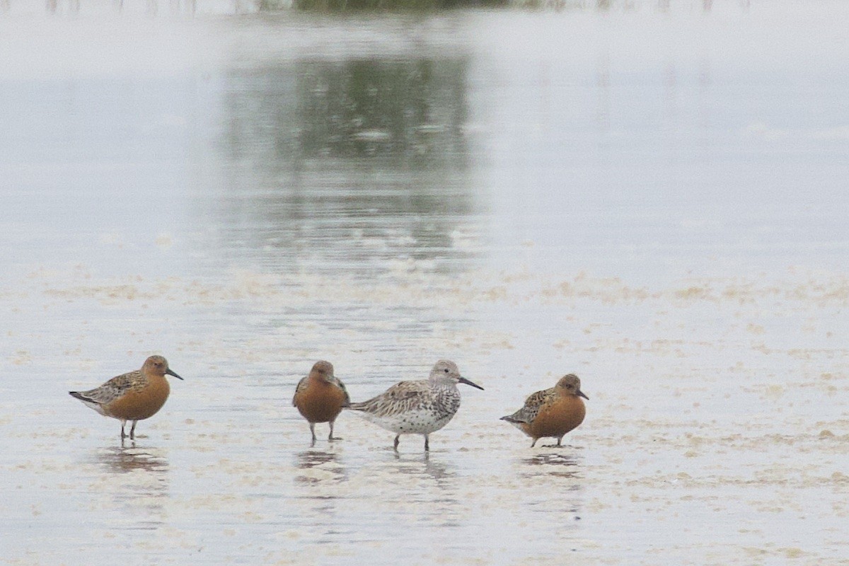 Bécasseau maubèche - ML647829076