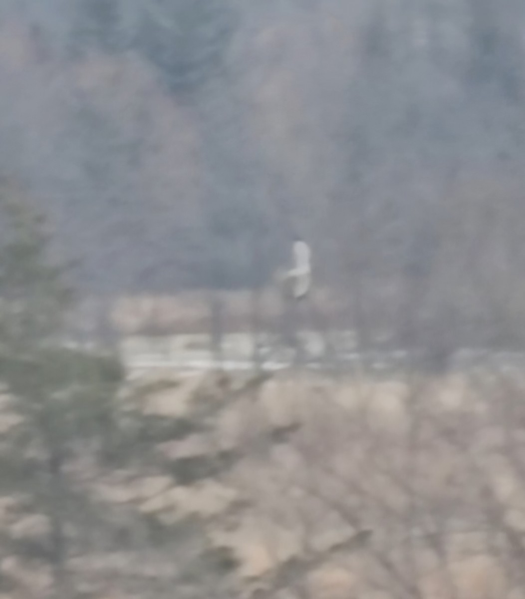 moták severoamerický - ML647829107