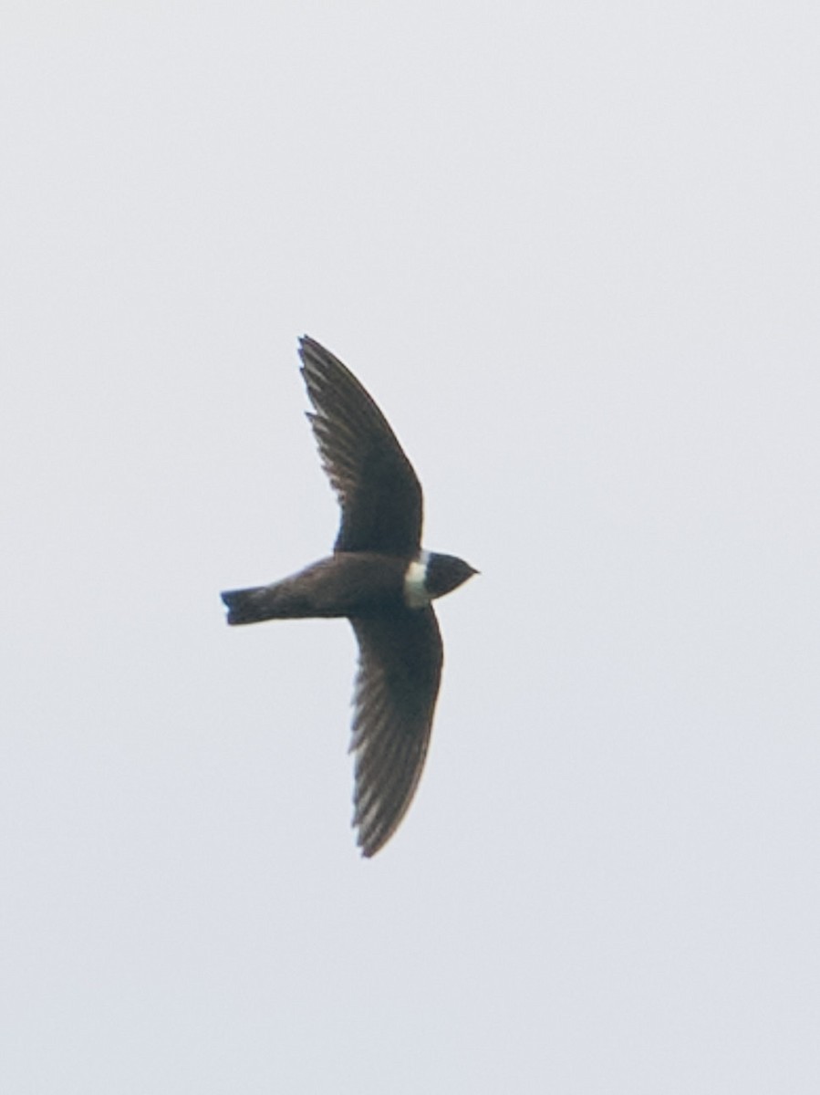 Halsbandsegler - ML647829127