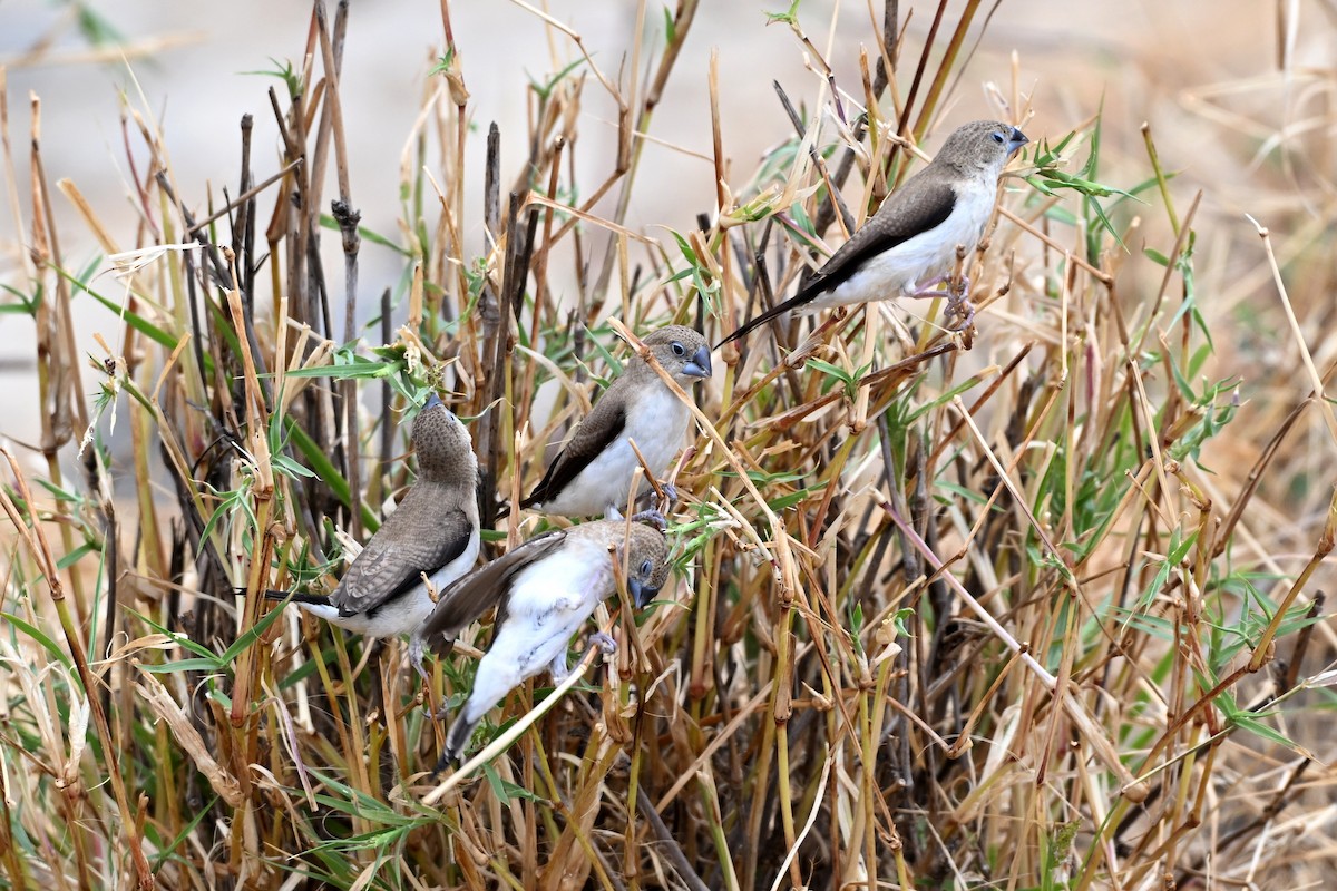 African Silverbill - ML647829132