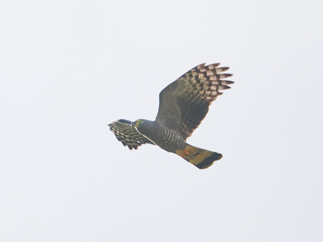 Hook-billed Kite - ML647829147