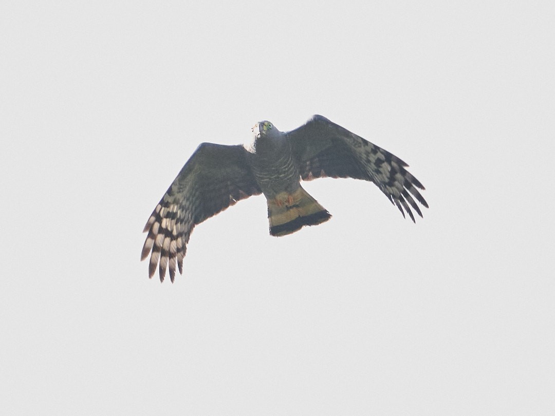 Hook-billed Kite - ML647829148