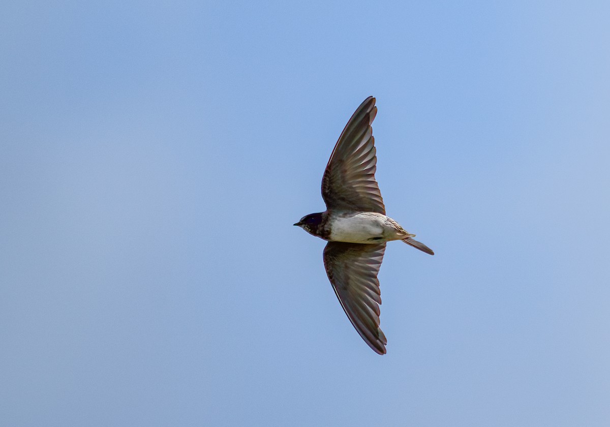 סנונית אמריקנית - ML647829149