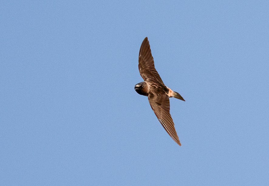 סנונית אמריקנית - ML647829150