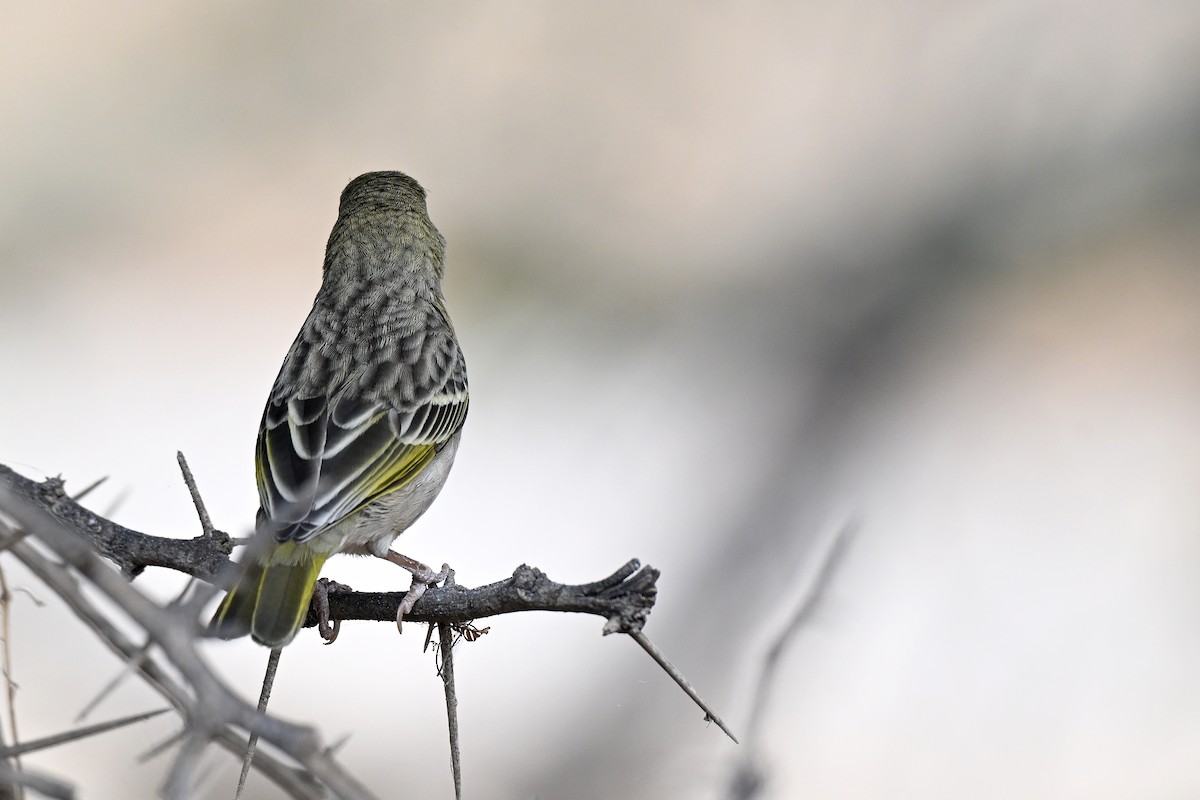 Иволговый ткач - ML647829158