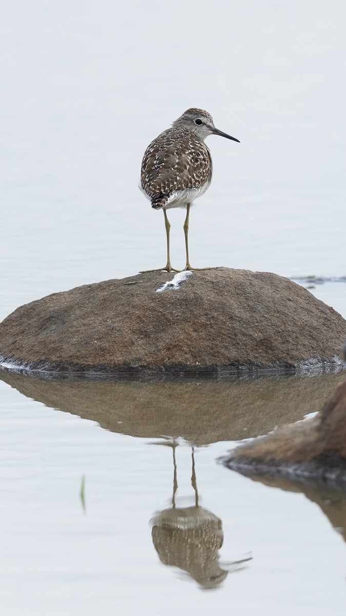 vodouš bahenní - ML647829160