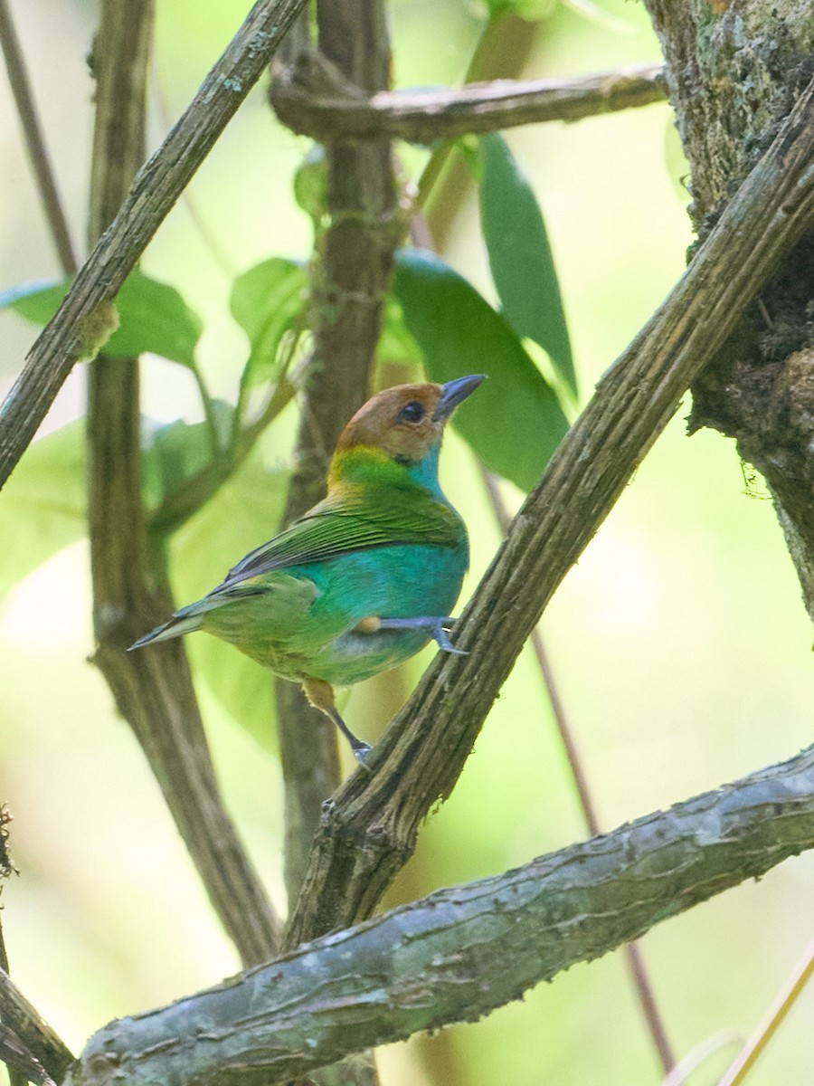 Calliste rouverdin (groupe albertinae) - ML647829179