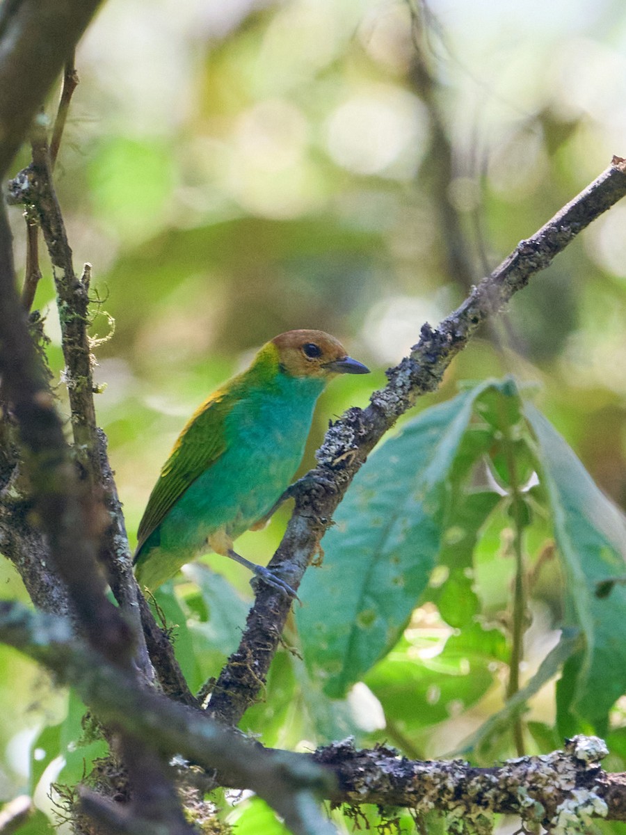 Calliste rouverdin (groupe albertinae) - ML647829180