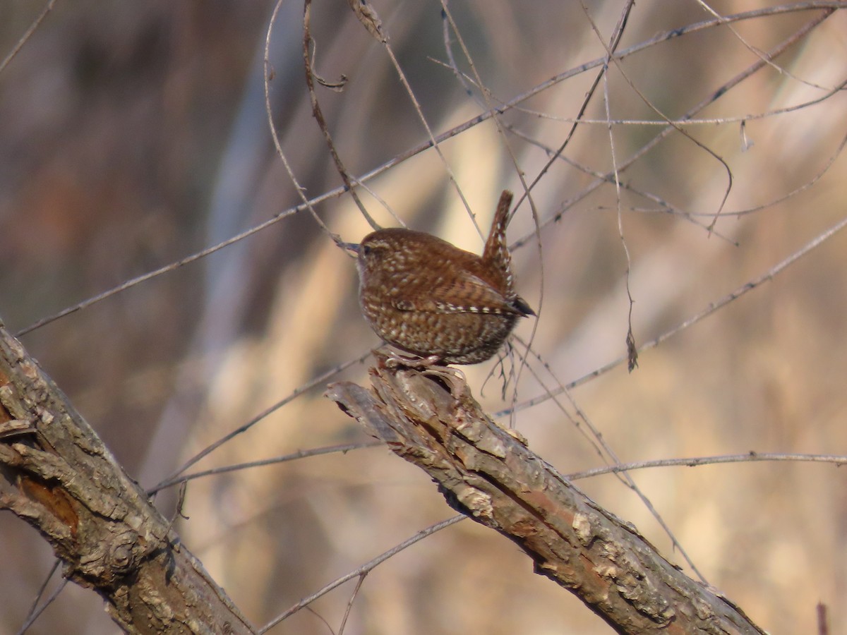 Winter Wren - ML647829189