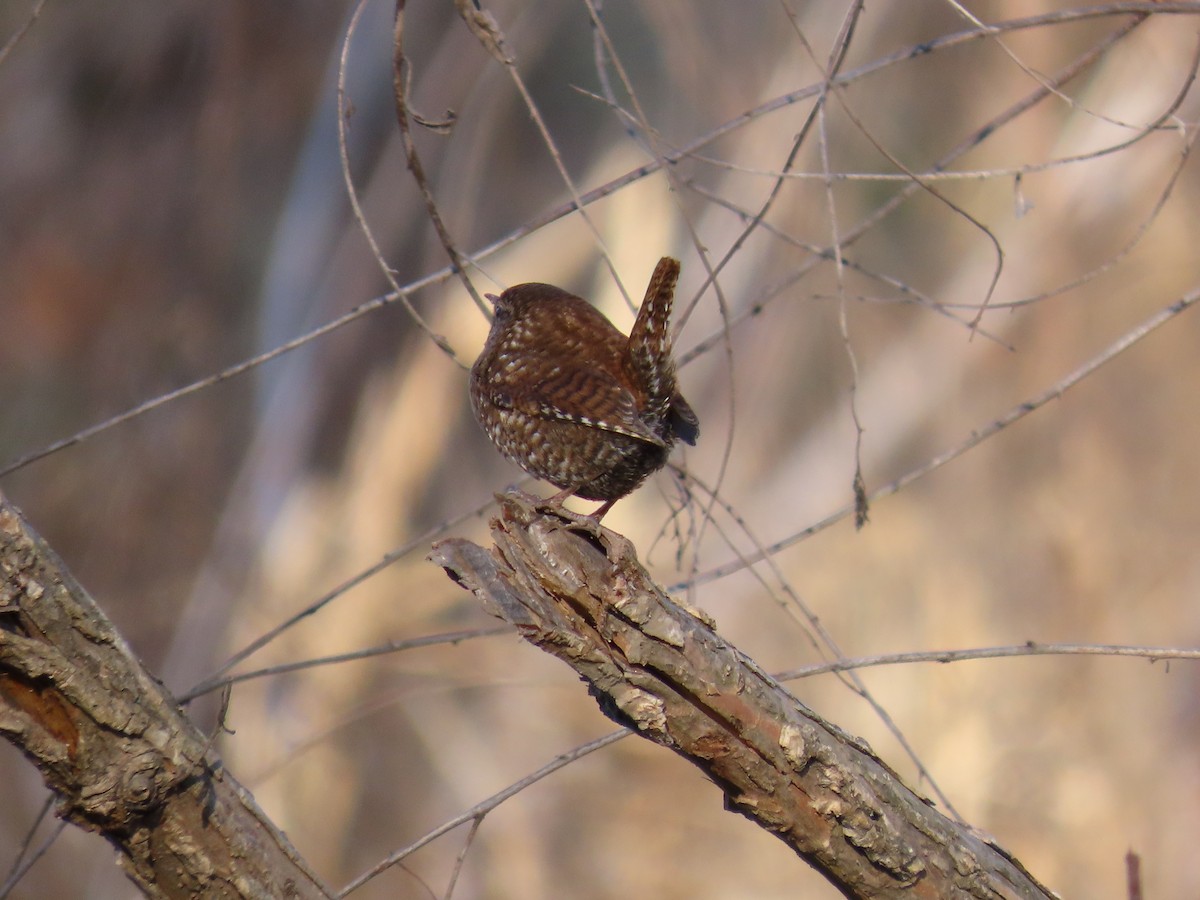 Winter Wren - ML647829277
