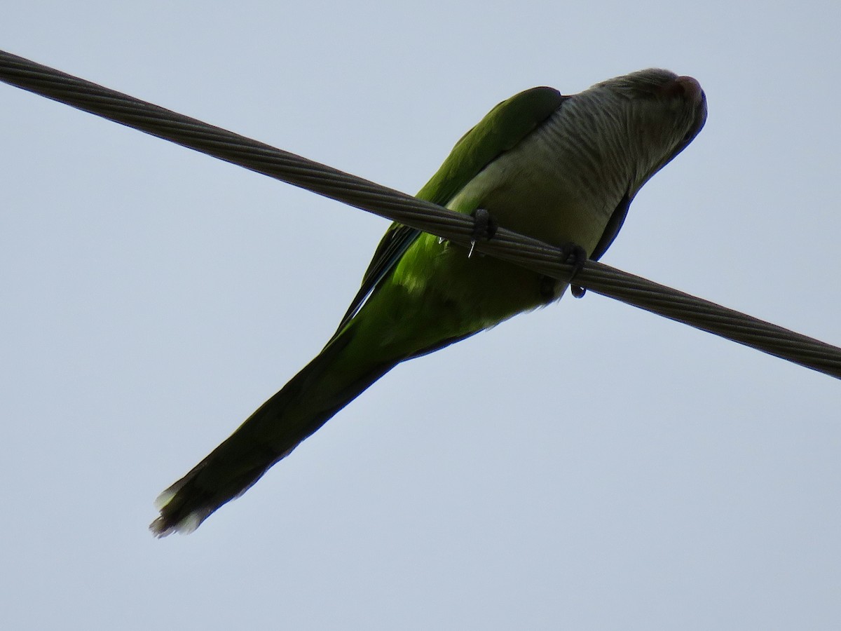 Калита сіроволий - ML647829347