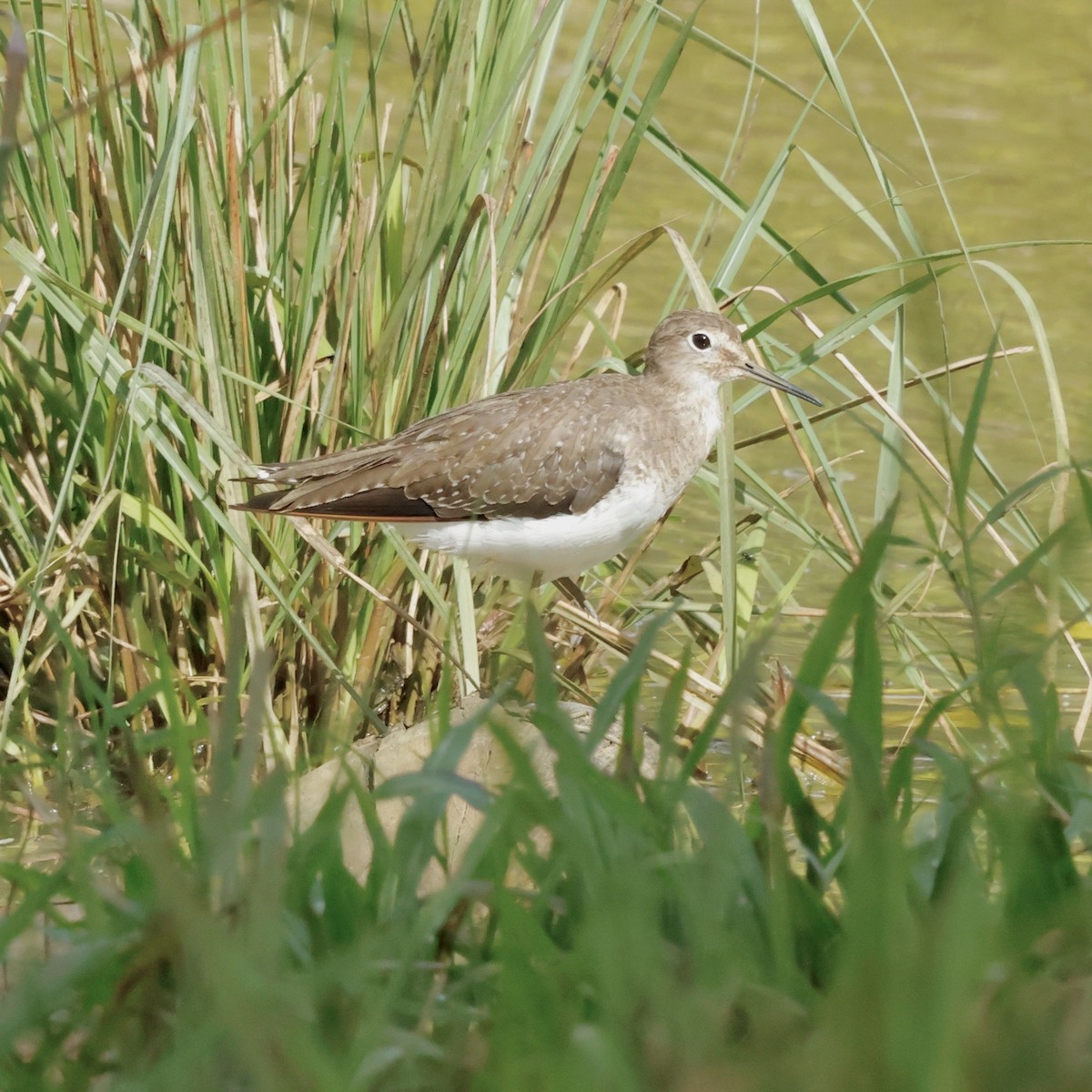 Einsiedelwasserläufer - ML647829349
