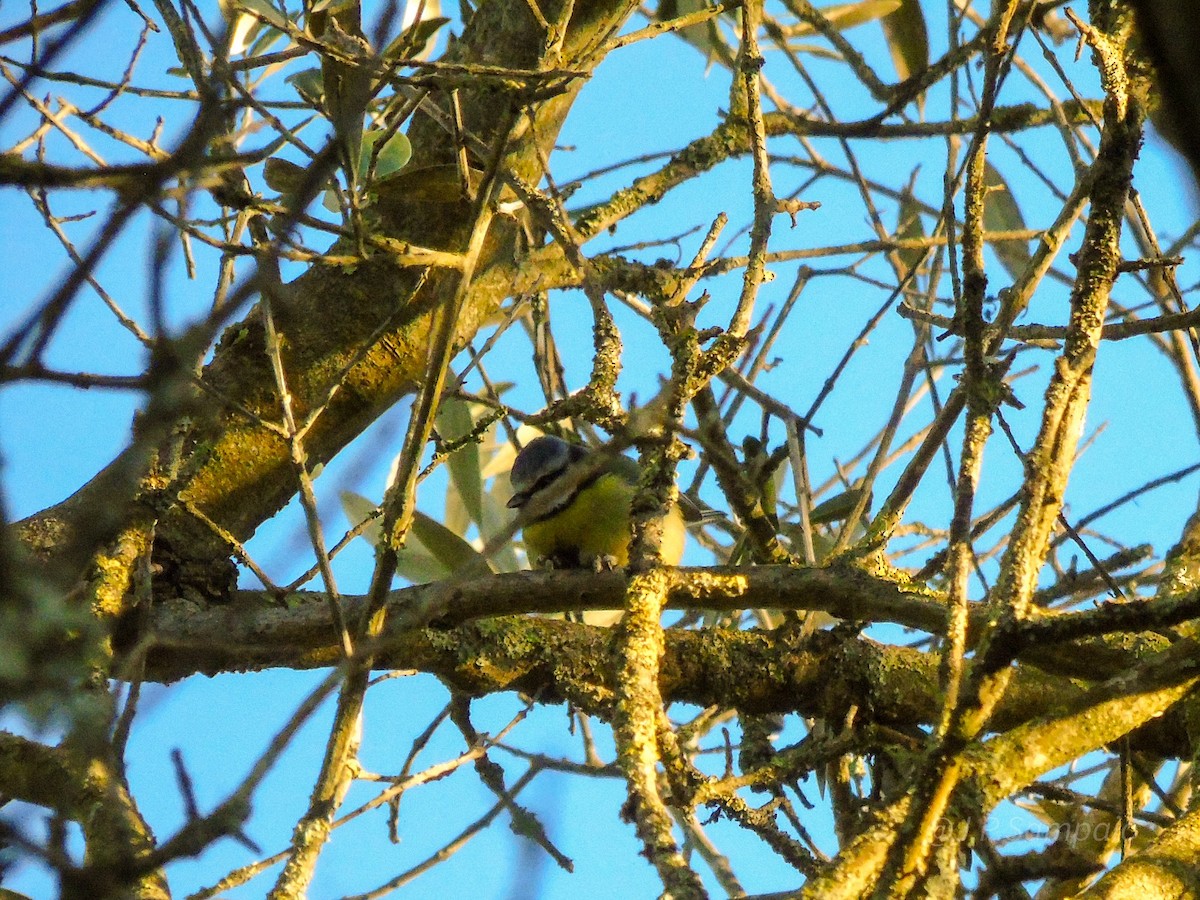 Eurasian Blue Tit - ML647829356