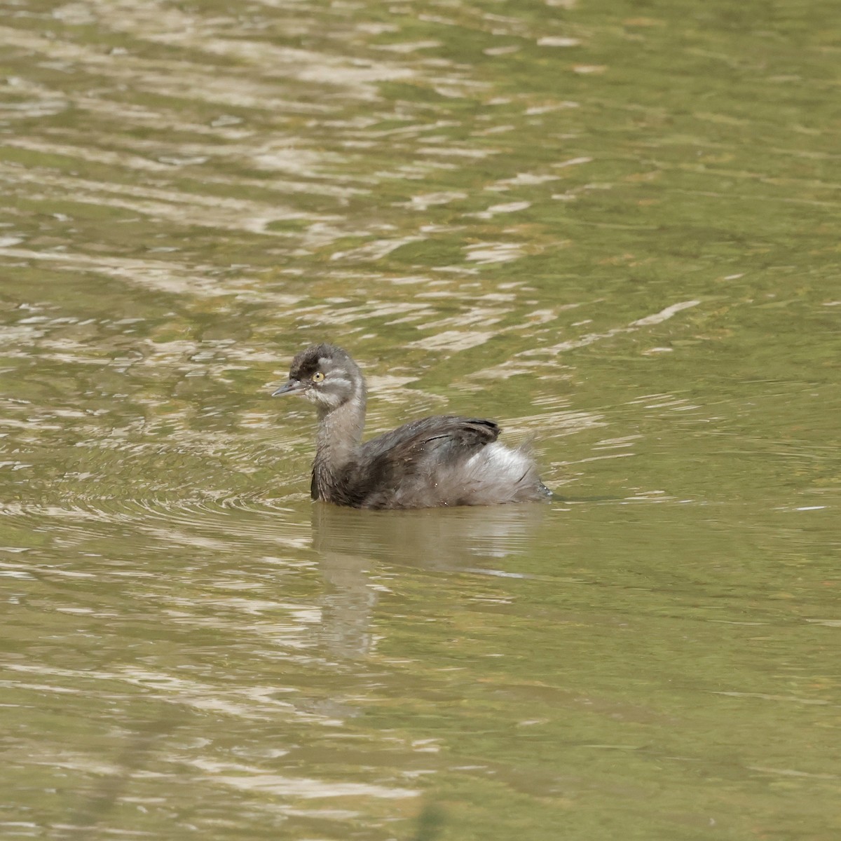 Least Grebe - ML647829359