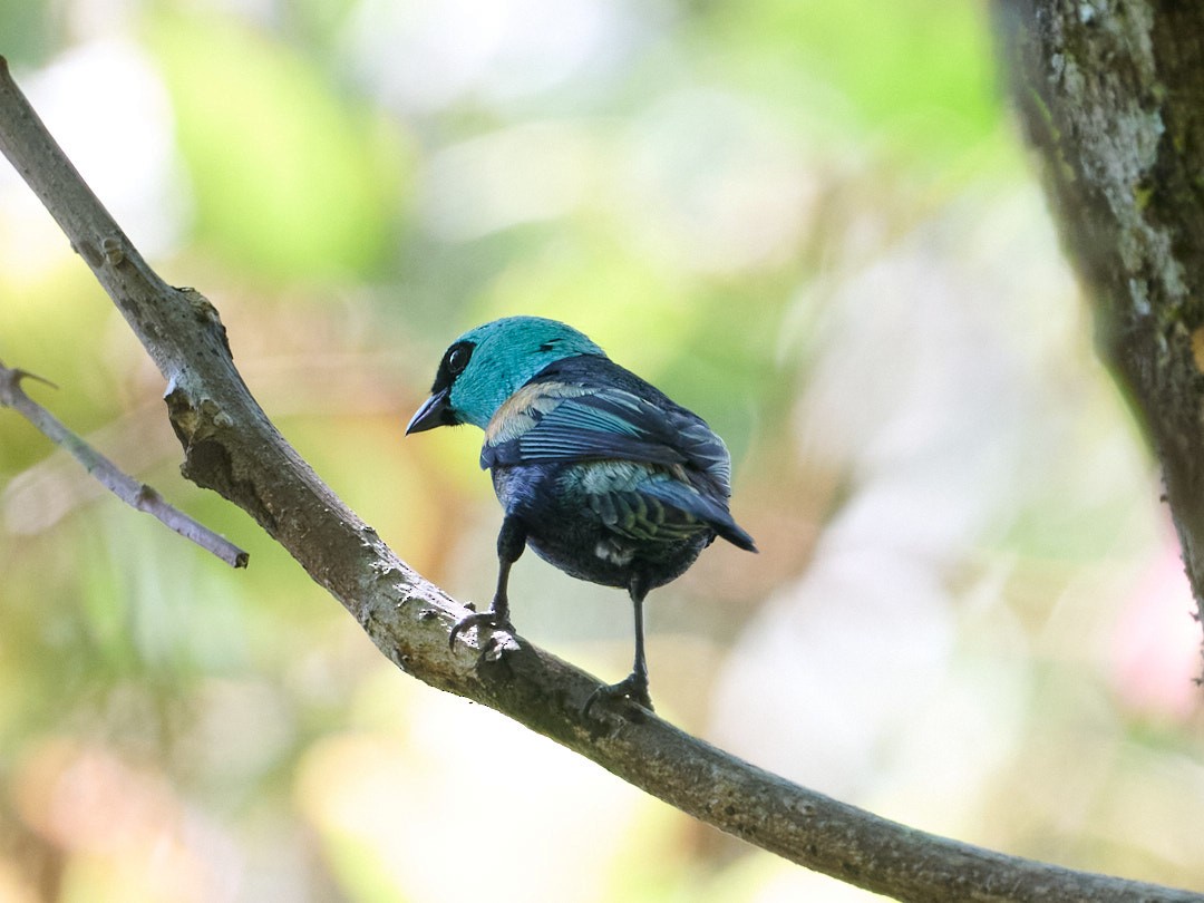 Blue-necked Tanager - ML647829385