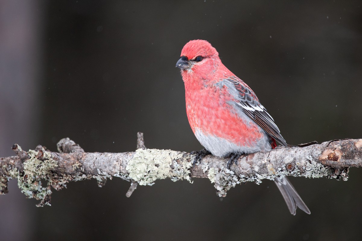 Pinu-gailupa - ML647829434