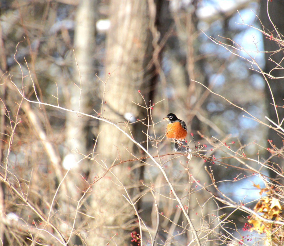 Wanderdrossel - ML647829445