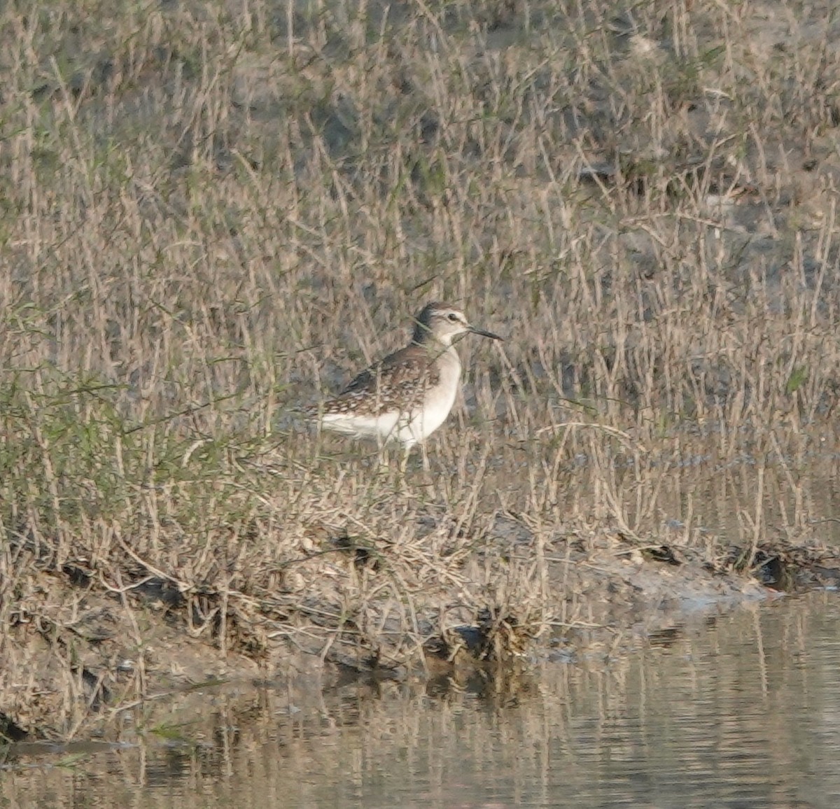 vodouš bahenní - ML647829459