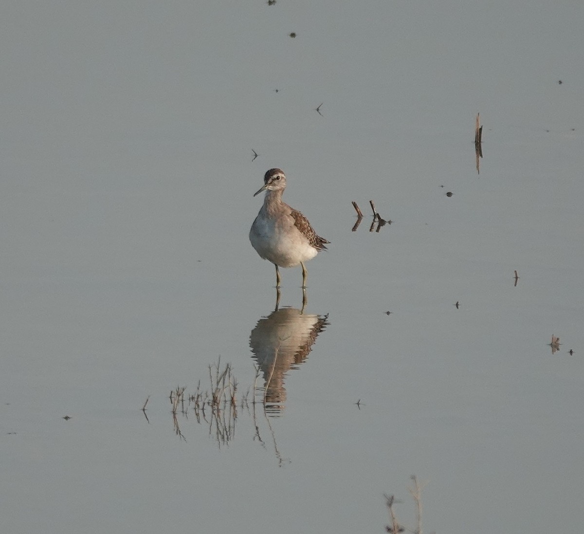 vodouš bahenní - ML647829460
