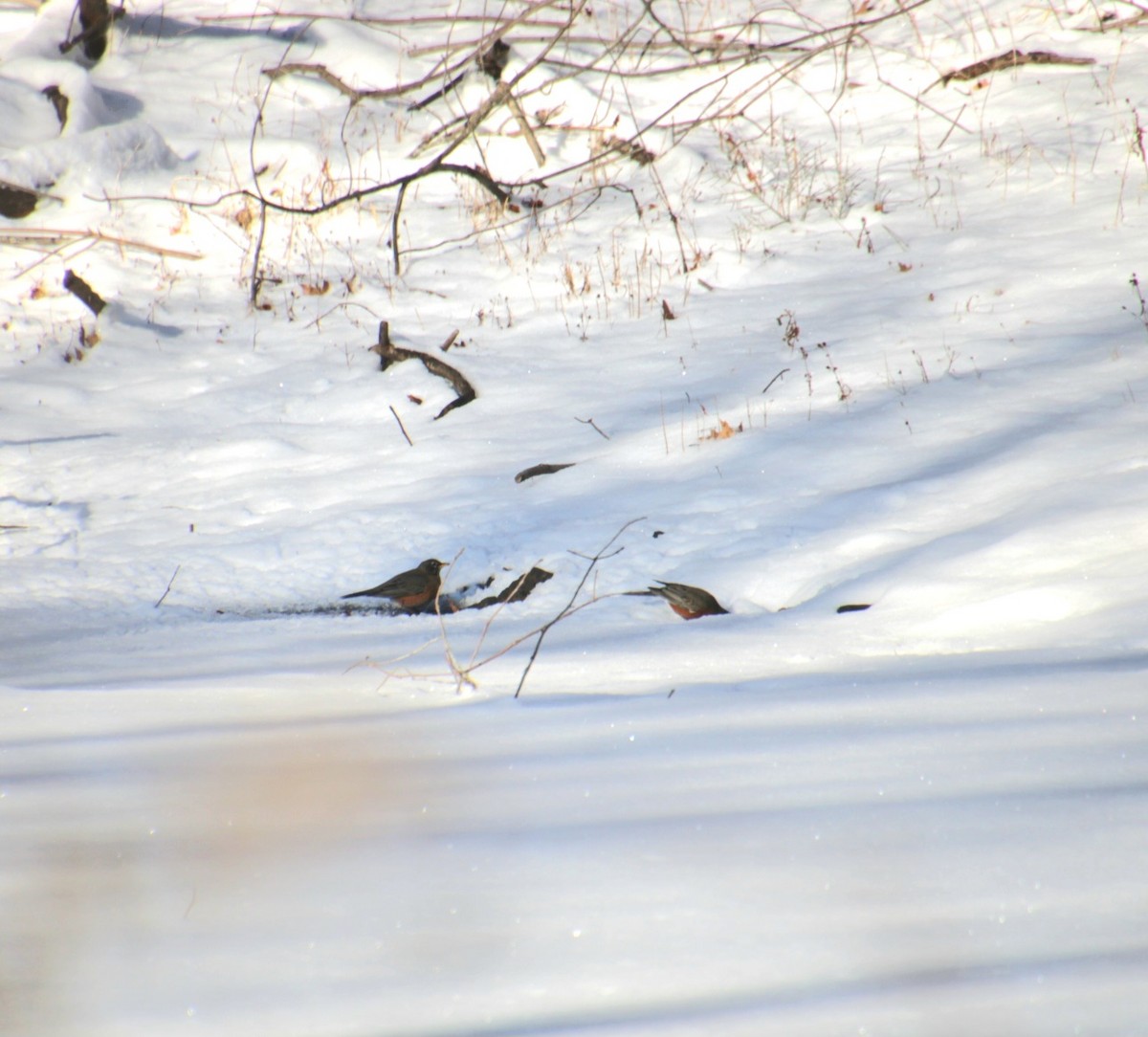 Wanderdrossel - ML647829465