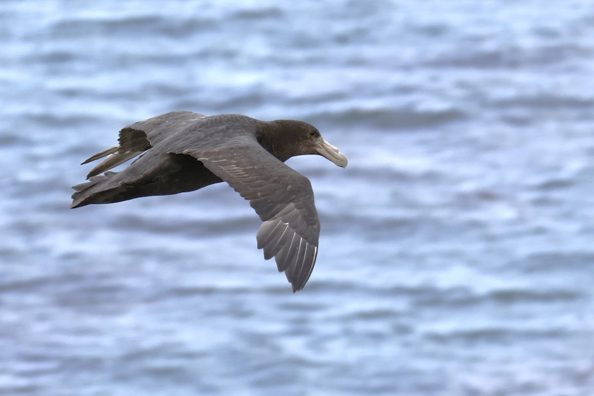Southern Giant-Petrel - ML647829467
