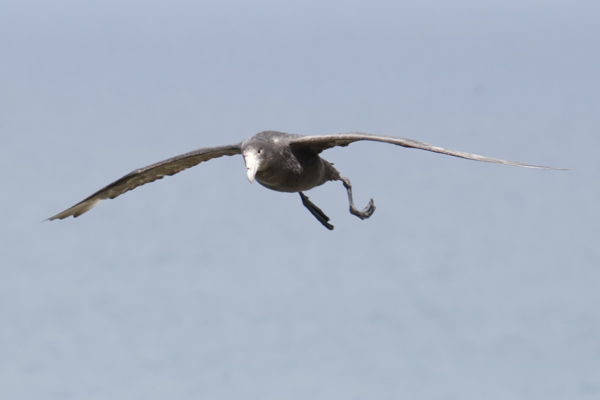 Southern Giant-Petrel - ML647829469