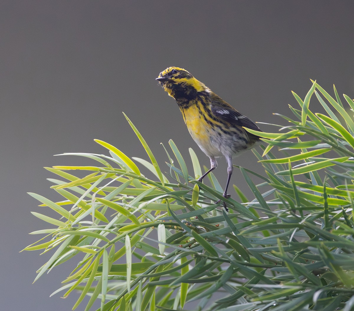 Reinita de Townsend - ML647829517