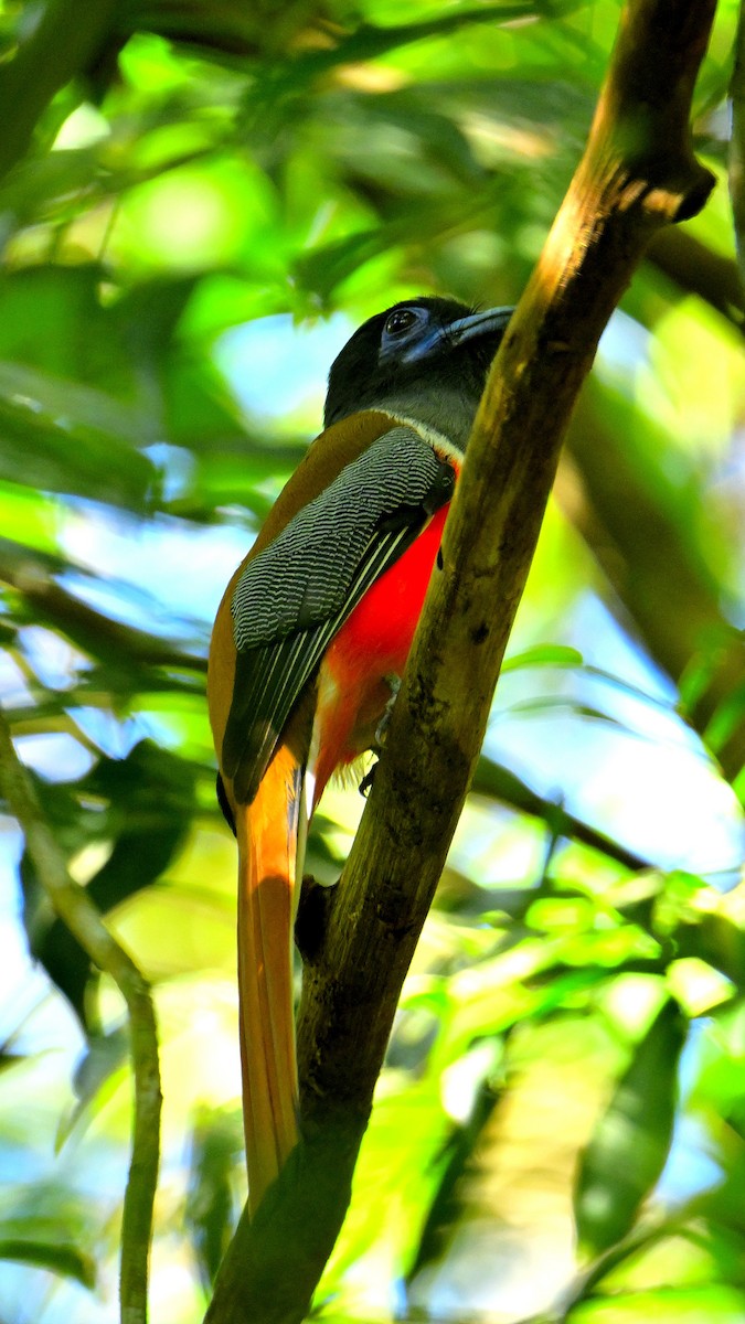 Malabar Trogon - ML647829529