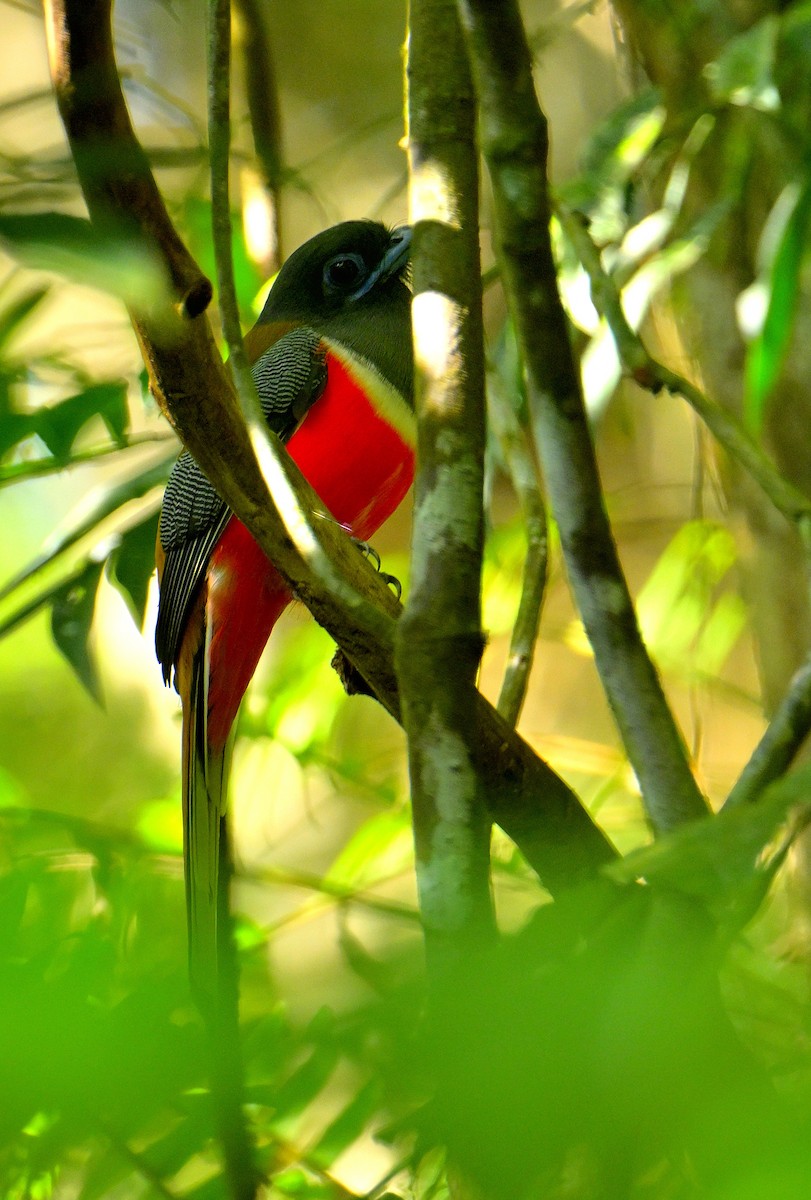 Malabar Trogon - ML647829530