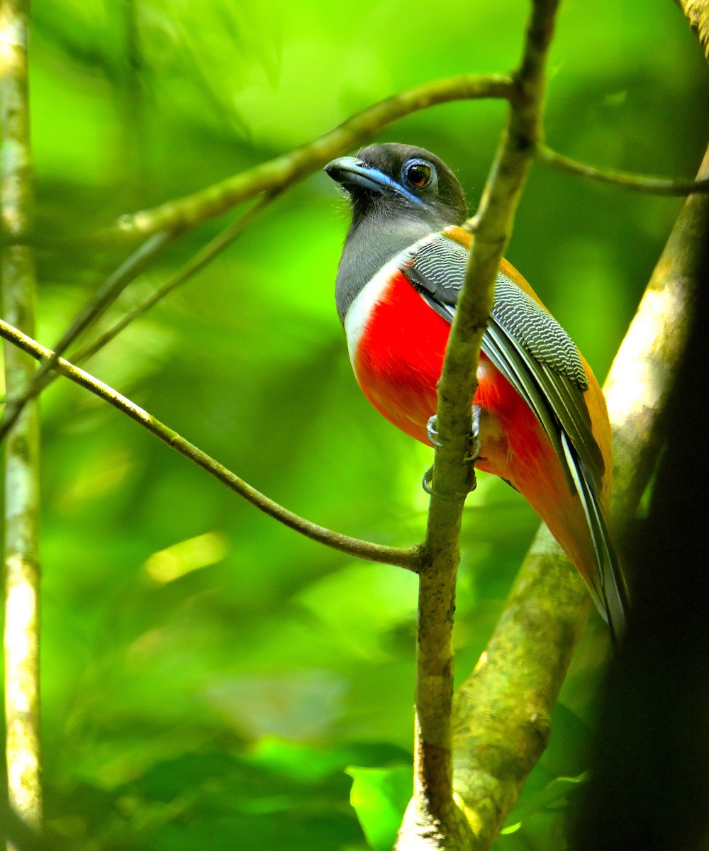 Malabar Trogon - ML647829532