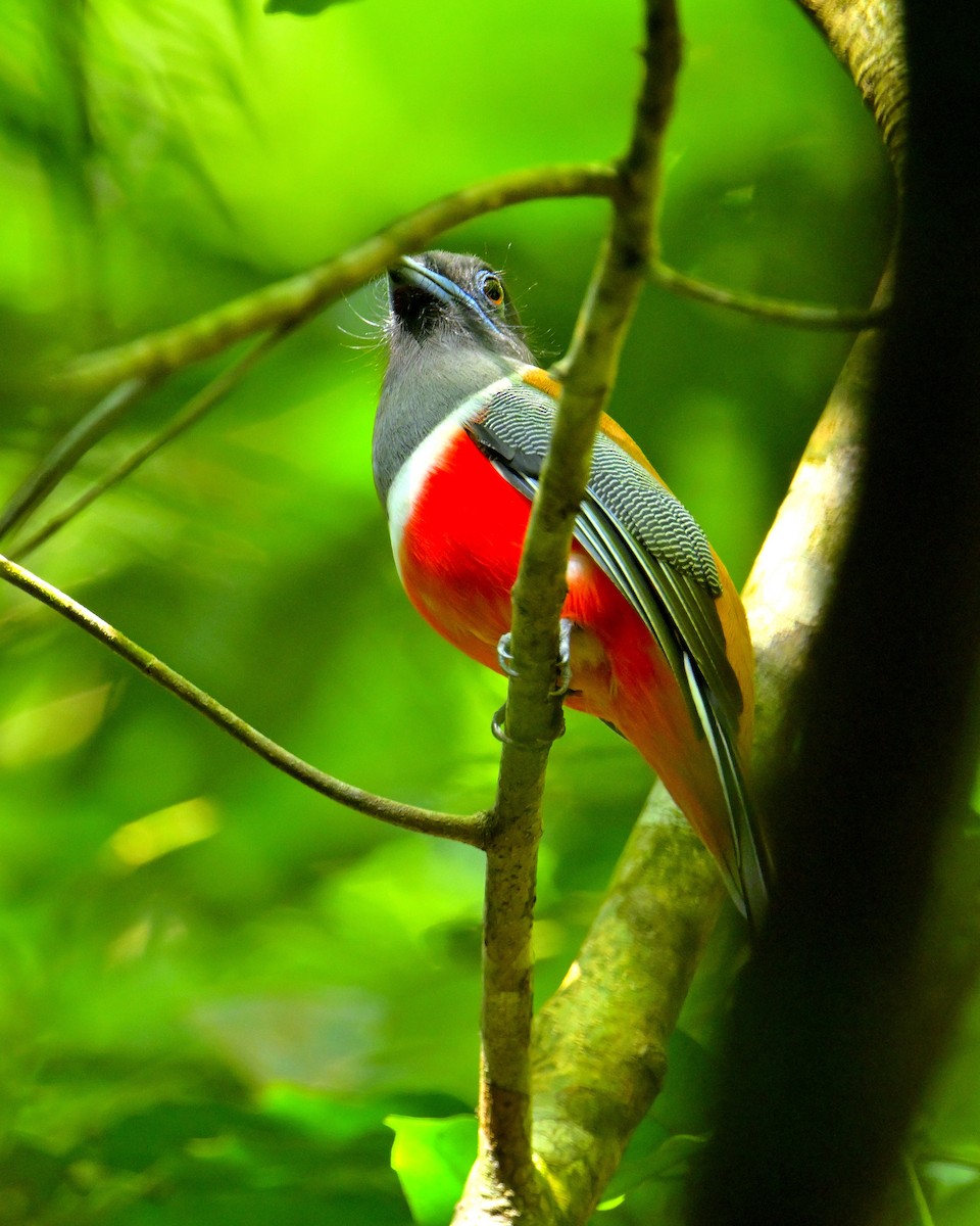 Malabar Trogon - ML647829533