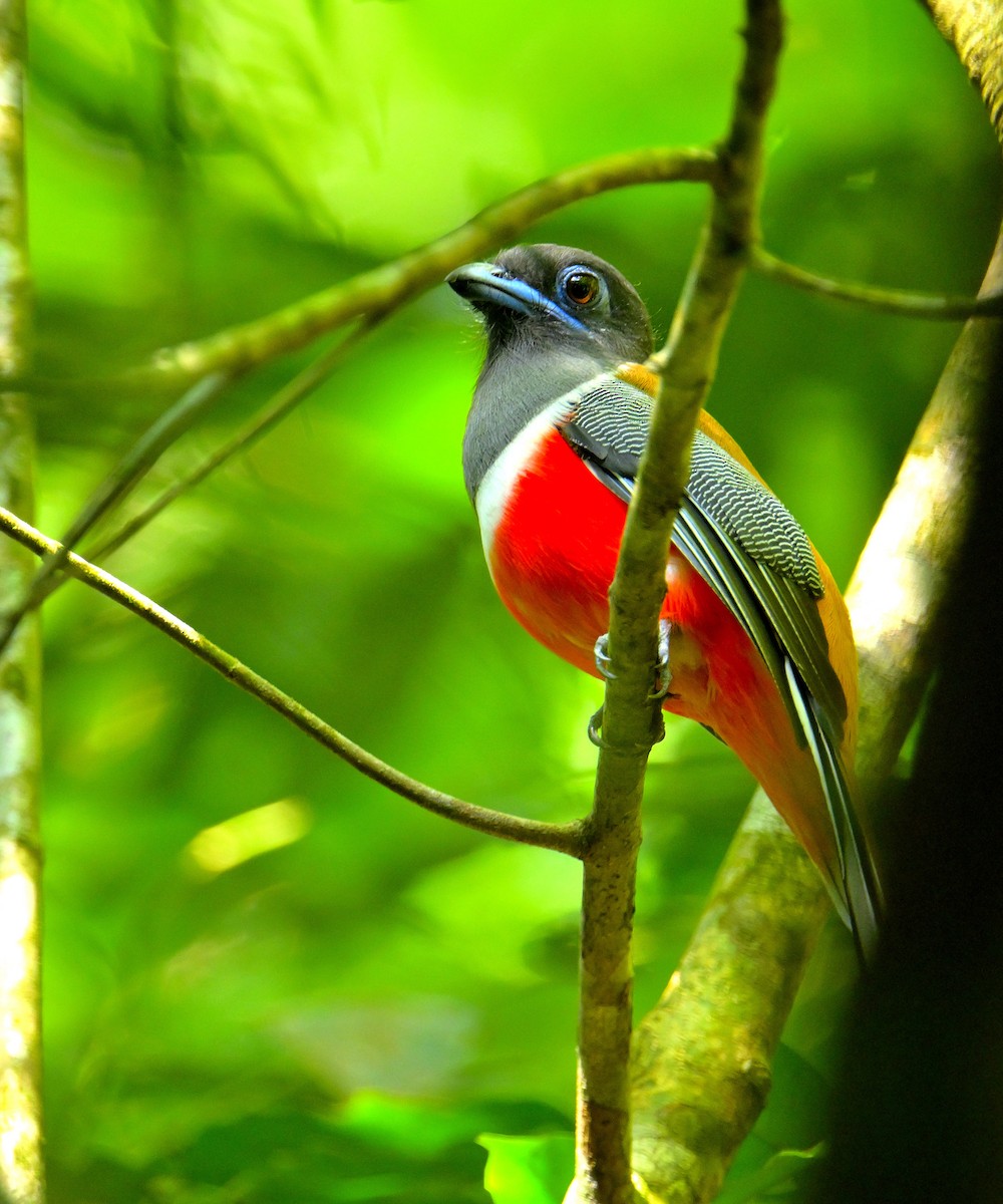 Malabar Trogon - ML647829534