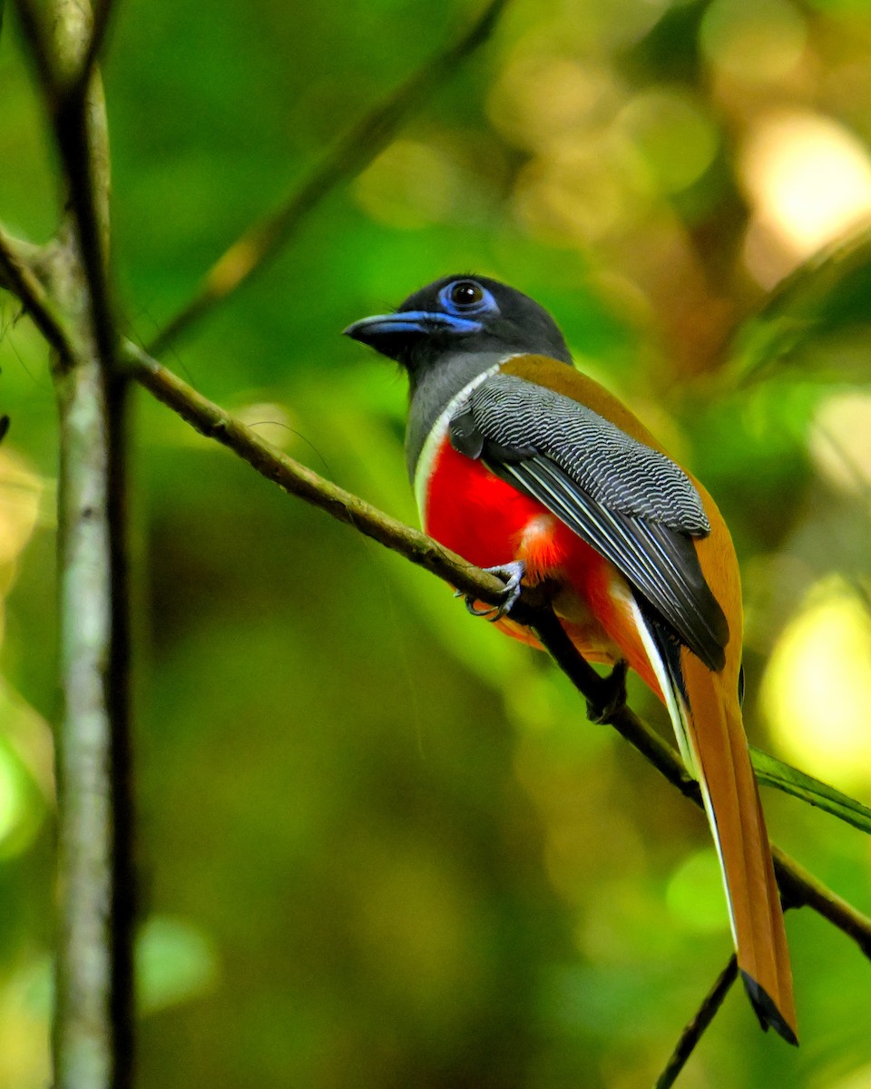 Malabar Trogon - ML647829535