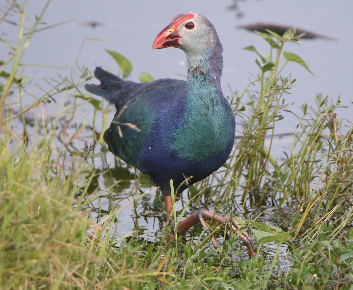 Gray-headed Swamphen - ML647829542