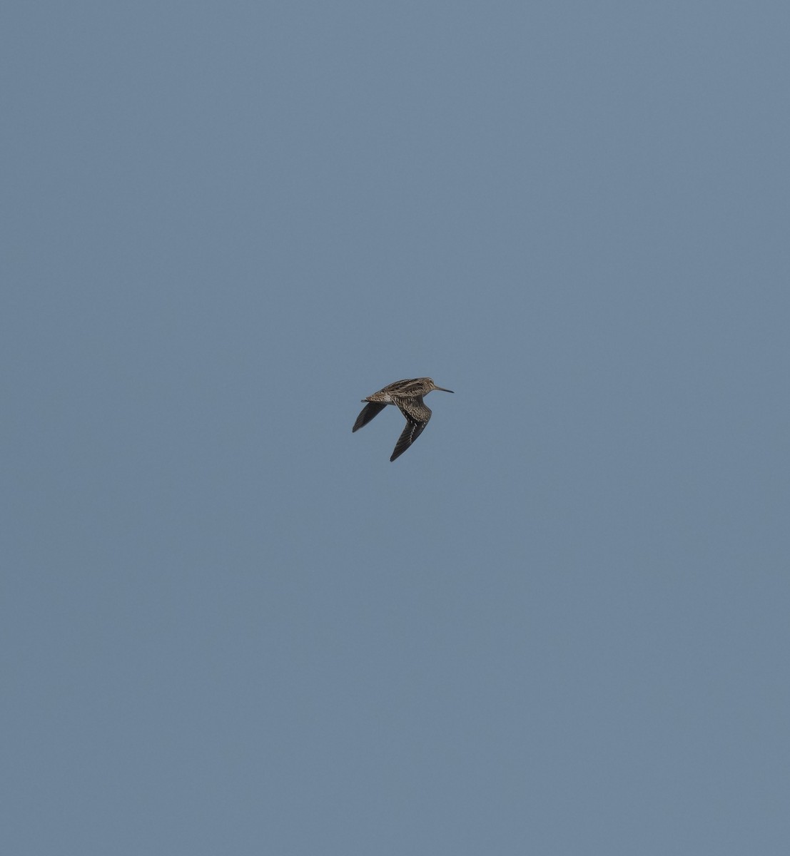 ハリオシギ - ML647829556