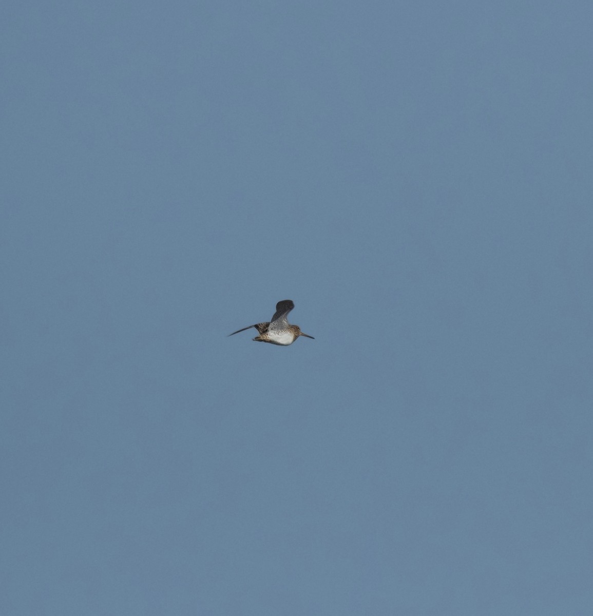 ハリオシギ - ML647829557