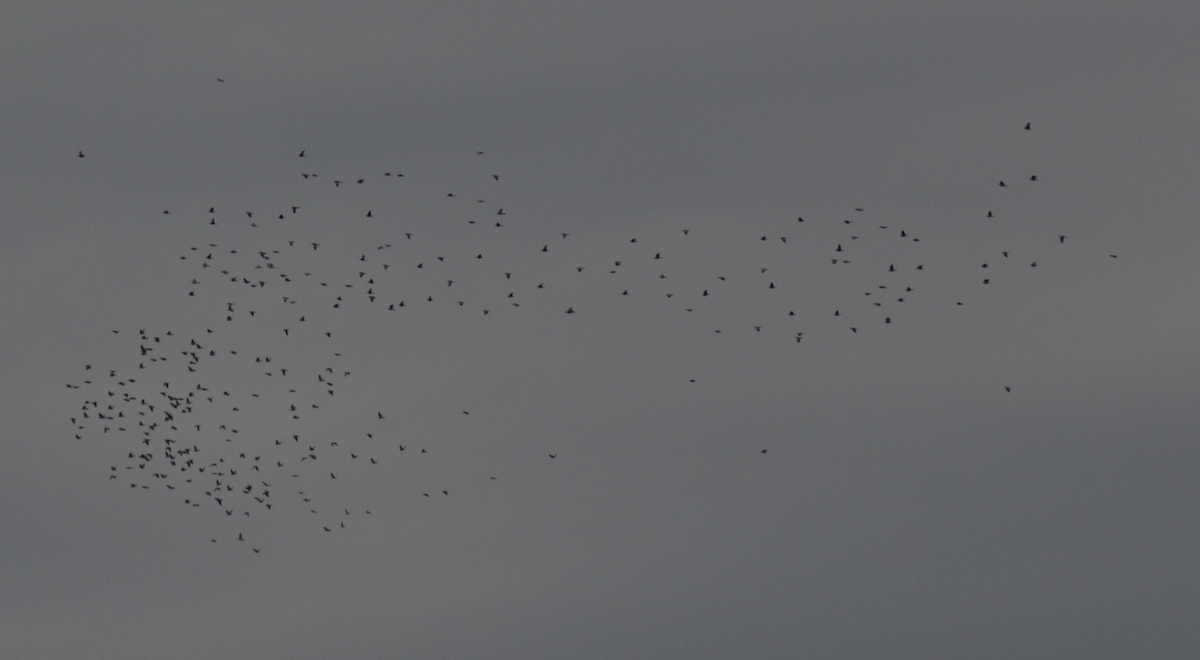 Common Wood-Pigeon - ML647829558